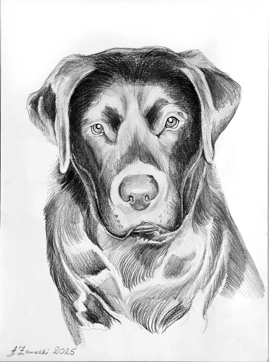 portret labradora portret czarnego psa