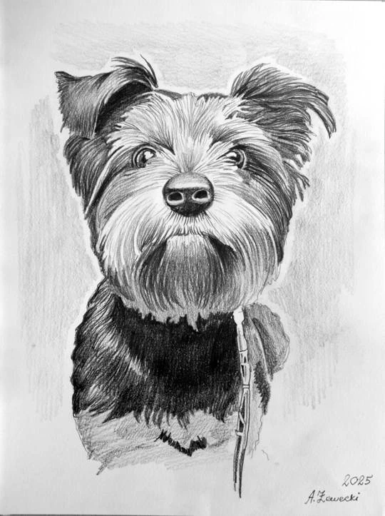 portret yorka ołówkiem portret psa ołówkiem 1